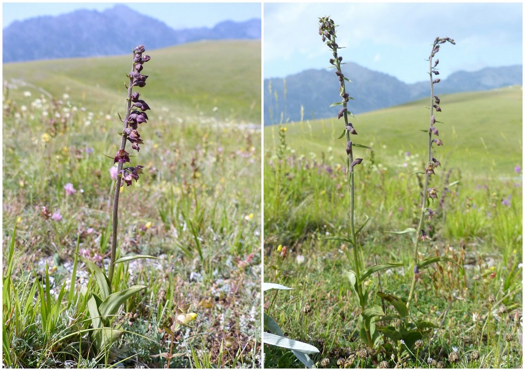 Il Gran Sasso e le orchidee - il mio omaggio al Gigante dellAppennino.